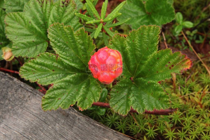 在阿拉斯加Chena河州康乐区GraniteTors轨迹一带成熟的云莓Rubuschamae图片