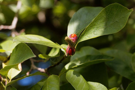 树上长着叶子的木头兰Magnoliako高清图片