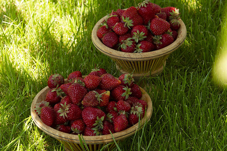 草莓在草坪上的篮子里在花园的树荫下阳光夏日图片