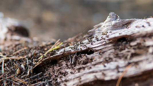 特写松树林中的森林蚁丘森林蚂蚁在其自然图片