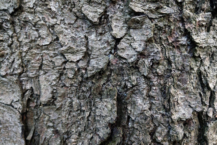 一棵大树的尾树皮图片
