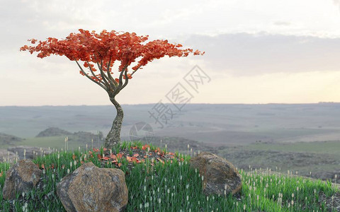 说明在地貌背景的山坡上树有红色树图片