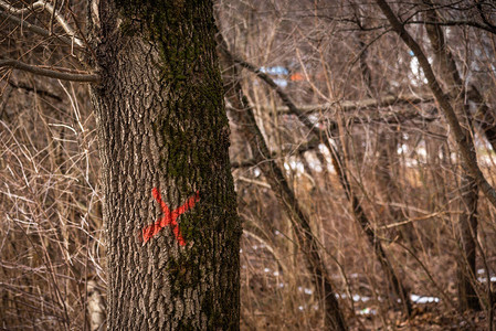 画在树干上的红十字在树图片