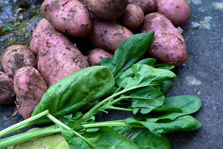 新鲜的有机家庭种植的蔬菜从菜地土豆和菠菜图片
