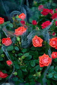 花店包装中的红玫瑰图片