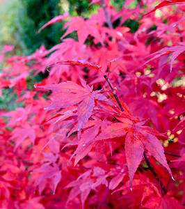 秋天秋天拍摄的红枫树叶色彩鲜艳的户外自然树叶图像背景图片
