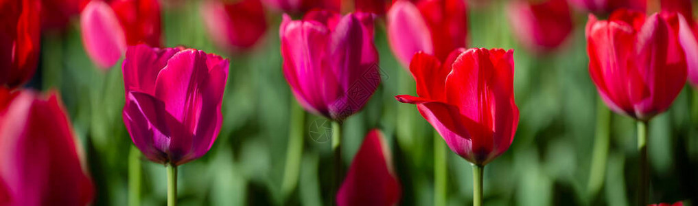美丽的春天花朵横幅红色郁金香图片
