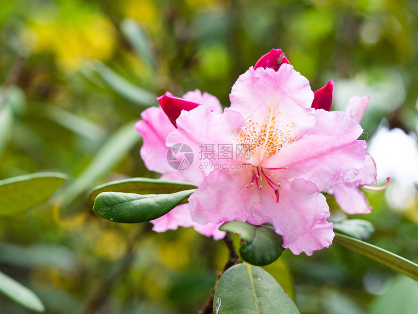 Rhododendron灌木的粉红花朵图片