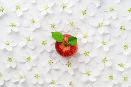 红苹果在苹果树白花背景图片