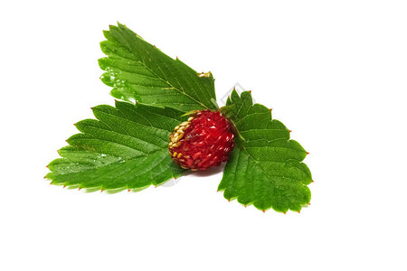 红色草莓果绿色叶子紧闭与图片