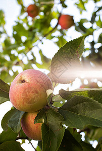成熟的苹果挂在苹果树上图片