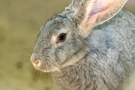 一只灰色家兔的头好脸蛋特写背景图片