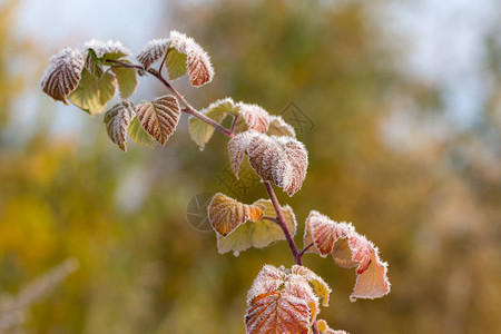 结霜后结霜的秋树莓枝图片
