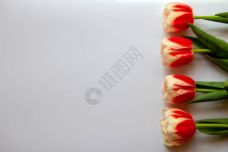 一排美丽的红色与白色背景上的白色郁金香图片