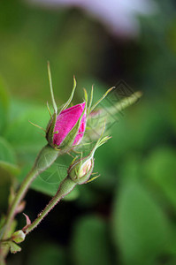 玫瑰是蔷薇科蔷薇属的多年生木本开花植物背景图片