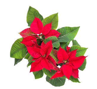 白色背景上的圣诞植物一品红背景图片