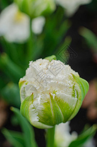 雨后嫩美丽的白色郁金香花蕾图片