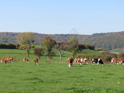 红牛和黑牛霍斯丁于卢森堡秋天在图片
