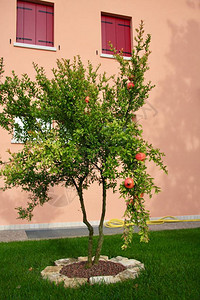 石榴树生长在绿草和桃色面纱上窗户背景图片