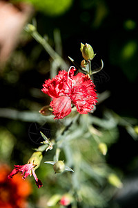 花园里简单的红色康乃馨图片