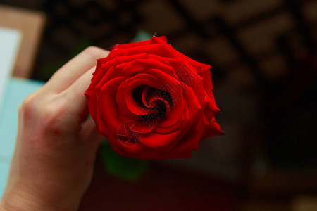 女孩手里握着红玫瑰图片