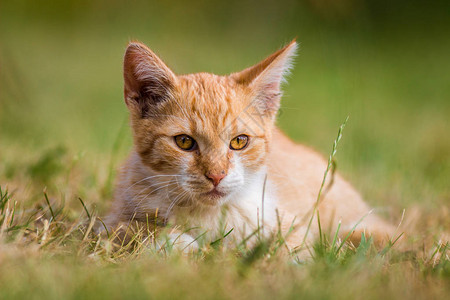 家中的猫图片