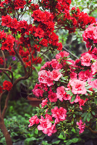 灌木绿叶间的粉红色和红色山茶花鲜艳的花朵图片素材