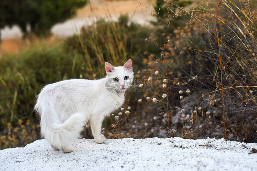 一只无家可归的白猫在大自然中有着不图片
