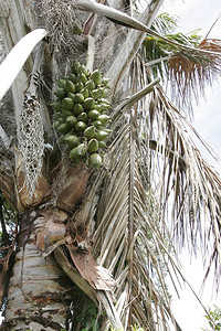 Piassava棕榈树图片
