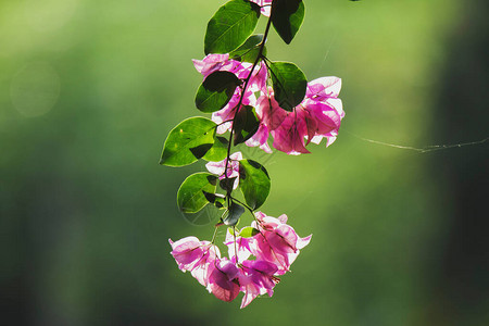 美丽粉红色花朵开花的布干维尔格图片