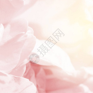 甜玫瑰花背景的图片