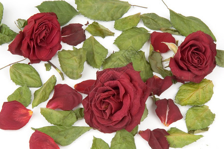 红玫瑰花瓣芽和绿叶图片