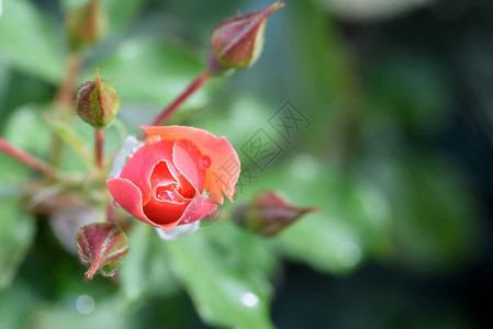 单张未开的红玫瑰绿叶花园背景模图片