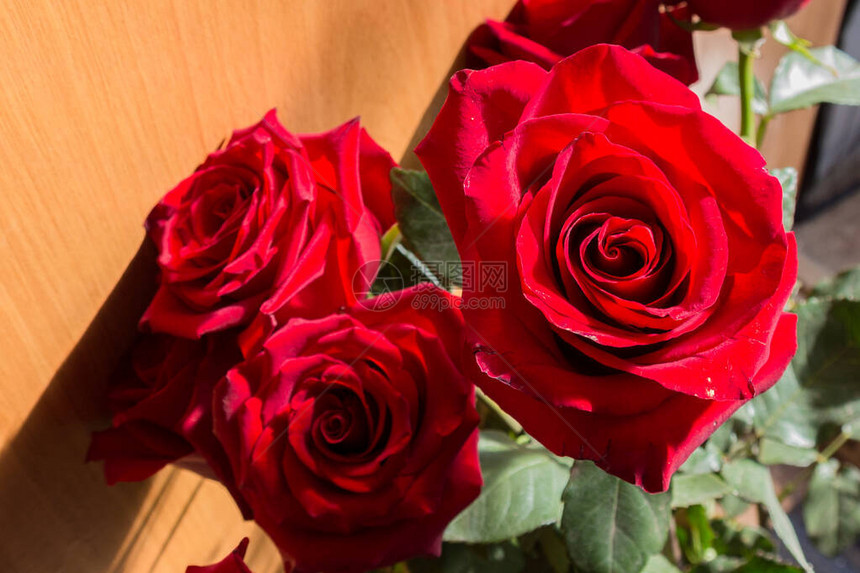 浅色背景上的红色玫瑰花朵玫瑰是蔷薇科蔷薇属的多年生木本开花植物图片