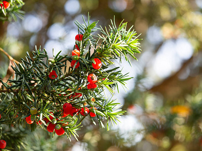 YewconiferTaxusBaccata红莓树枝背图片