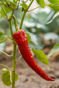 园艺床上的红辣椒土生长的有机食品玉米片或辣椒图片
