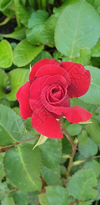 美丽的花朵美丽的红玫瑰夏日绽放图片