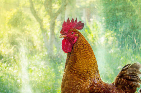传统农家红头公鸡散养红公鸡图片