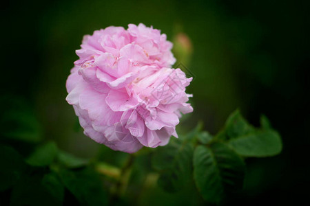 花园里的粉红玫瑰粉红玫瑰花图片