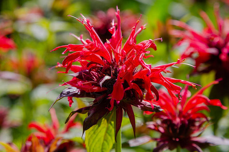 红色的蒙多尔达花朵在花园背景图片