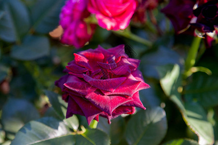 花园里盛开着一朵暗红色的玫瑰背景图片