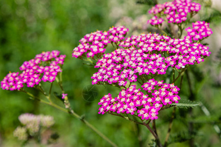 花园里的红蓍草latAchillea花园中药图片