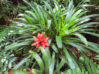 热带花园红花中布图片