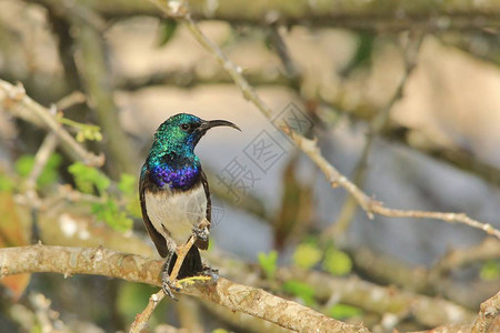 MaricoSunbird非洲野鸟背景来自动物王国的翡翠及其色图片