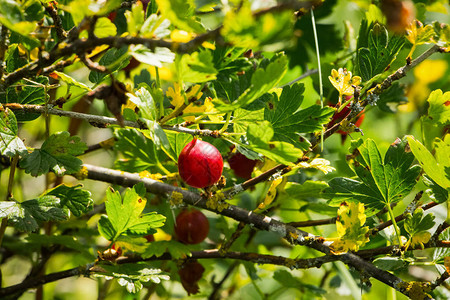 秋季收获秋天黄叶背景下的苹果葡图片