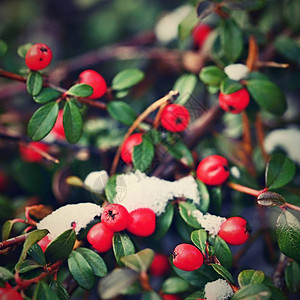 冬天有雪的灌木丛上的小红色浆果图片