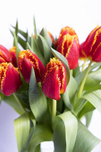 美丽的红色郁金香花束图片