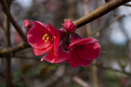 红金花开花的灌木丛春季背景图片
