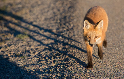 野外草地上可爱的红狐图片
