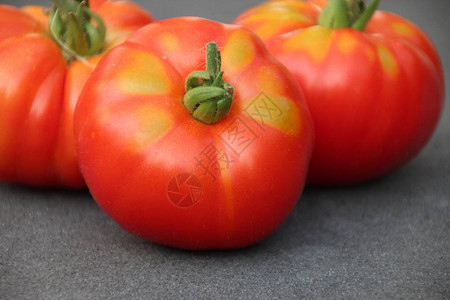 红番茄在荷兰菜园收割后加小背景图片